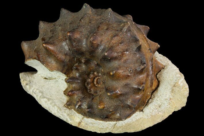 Rare, Ammonite (Schloenbachia) Fossil - Kazakhstan #113199